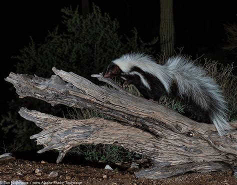 Hooded Skunk - Photo Blog - Niebrugge Images