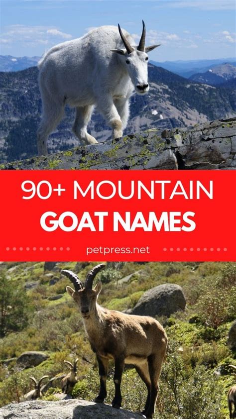 Mountain Goat Names 90 Adorable Name Ideas For A Mountain Goat