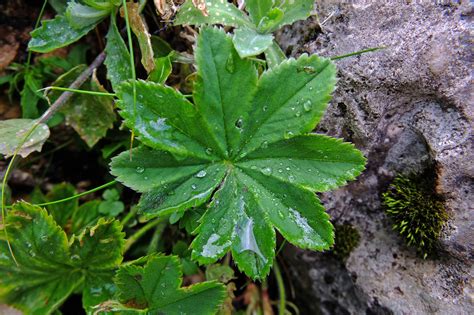 Alchemilla Micans Rosaceae Image At Phytoimages Siu Edu