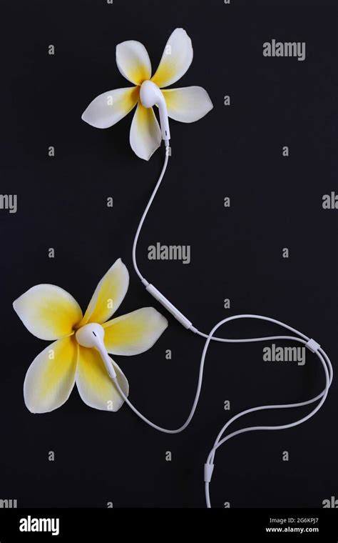 Tropical flowers with headphones on a black background Stock Photo - Alamy