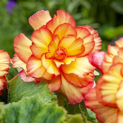 B Gonias Acheter Bulbes Directement De Hollande Dutch Bulbs