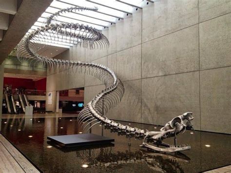 Titanoboa Facts, Habitat, Diet, Fossils, Pictures