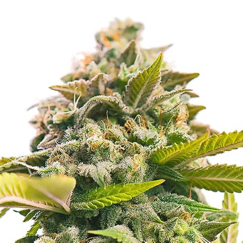 Buy feminized Pineapple Express marijuana seeds from AMS