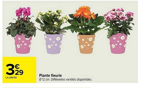 Promo Plante Fleurie Chez Carrefour ICatalogue Fr