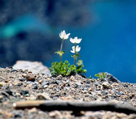 Cliffside Flowers By Fosspathei On Deviantart