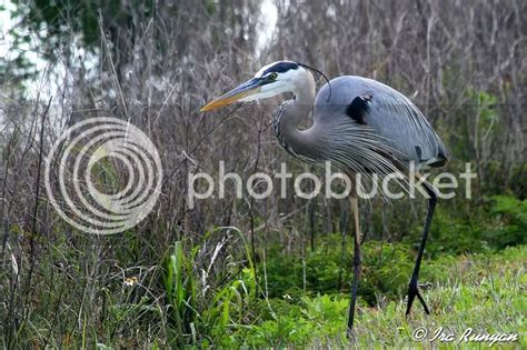 Great Blue Heron Nesting Behavior — Digital Grin Photography Forum