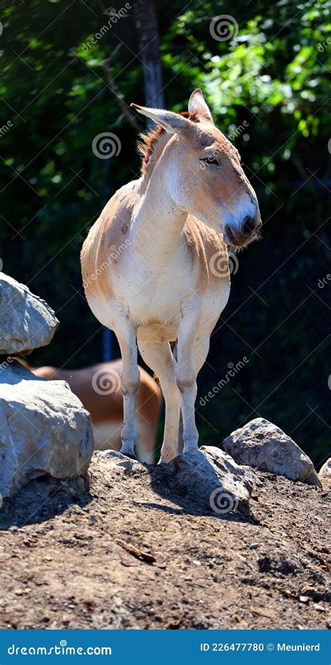 The Onager Also Known As Hemione Or Asiatic Wild Ass Species Of The