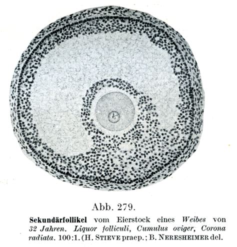 Rauber Kopsch Abb