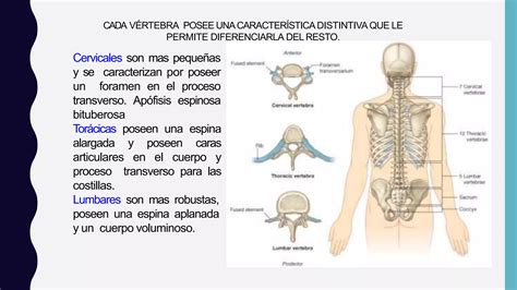 Trauma Raquimedular Ppt