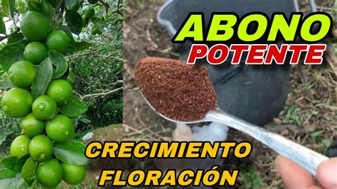 Mayor FLORACIÓN Y CRECIMIENTO en tus CITRICOS este abono es mágico para