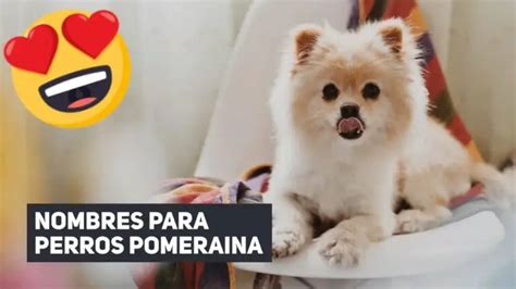 Nombres Para Perros Hembras Pomerania Actualizado Agosto 2023