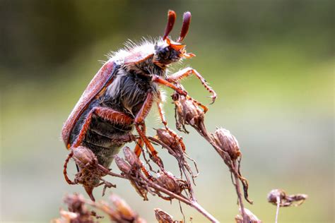 Free Images Nature Branch Flower Fly Wildlife Brown Flora Fauna Invertebrate Close Up