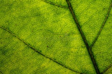 Focus Green Leaf Veins Structure Stock Photos Free Royalty Free