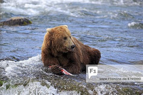 Grizzlybär Ursus arctos horribilis adult im Wasser mit erbeutetem