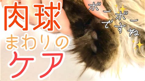 モフ猫の肉球周りの毛を綺麗にカットする【cut The Hair Around The Cats Paw】 Youtube