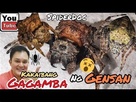 UNBOXING Mga KAKAIBANG Gagamba Ng GENSAN BARK SPIDER At WRAP AROUND