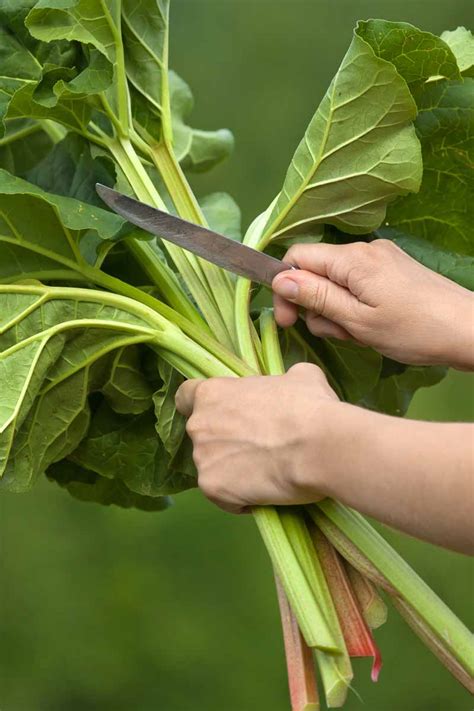 When and How to Harvest Rhubarb | Gardener’s Path