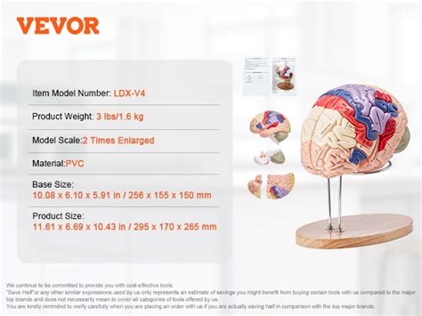 VEVOR Modelo De Cerebro Humano En 4 Partes Desmontables Modelo