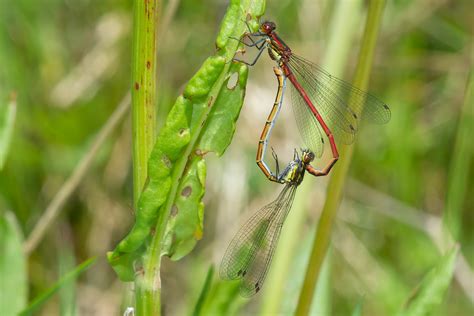 Large Red Damselflies Pyrrhosoma Nymphula David Feige Flickr