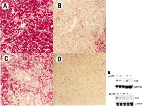 Defective Maturation Of The Liver From Gp Knockout Mice Ad