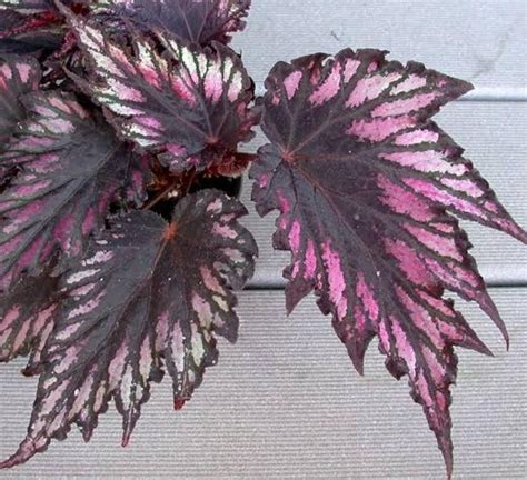 Begonia Helen Teupel Jiffy Sized Buy Aquarium Plants And Aquarium