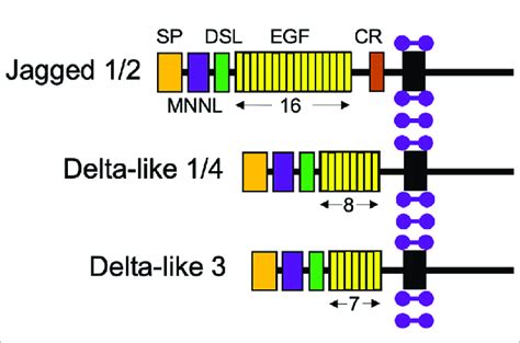 Structures Of The Five Notch Ligand Proteins The Five Notch Ligands