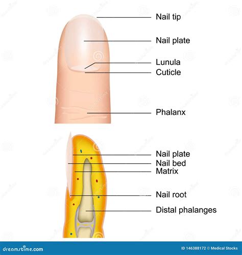 Nail Anatomy Structure Diagram Vector Illustration CartoonDealer