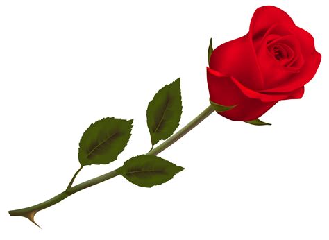 Single Red Rose Png Clipart Best