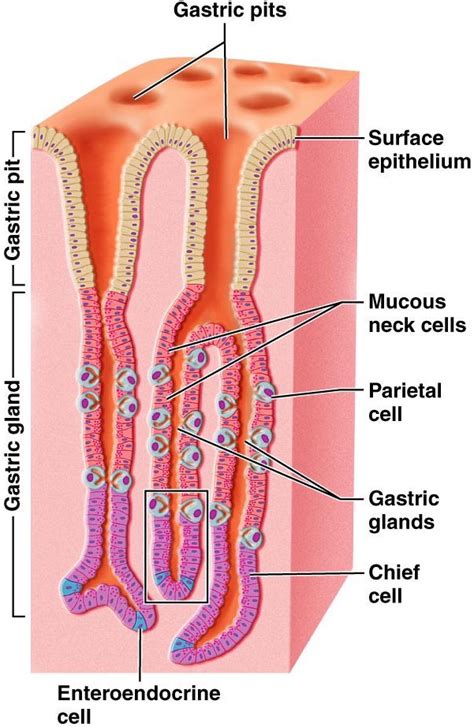 Parietal Cells, Gastric; Gastric Parietal Cells; Oxyntic Cells