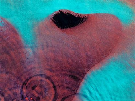 Pink Floyd Meddle Album Review