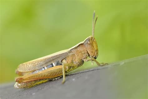 Simbolismo Del Saltamontes Significados Espirituales Importante