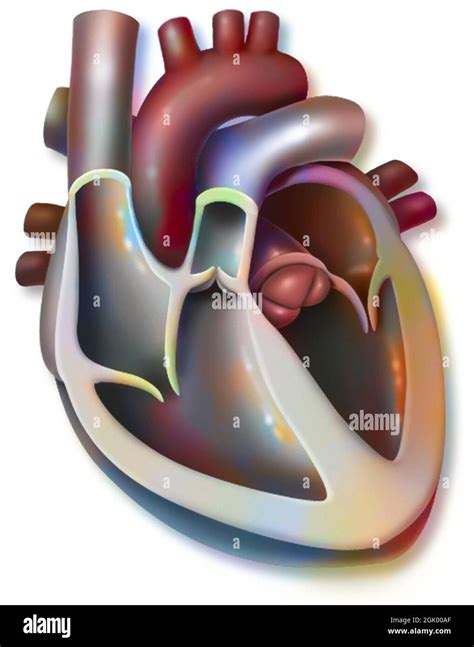 Anatomie Du C Ur Dans La Vue Ant Rieure Interne Avec Sang Veineux Et