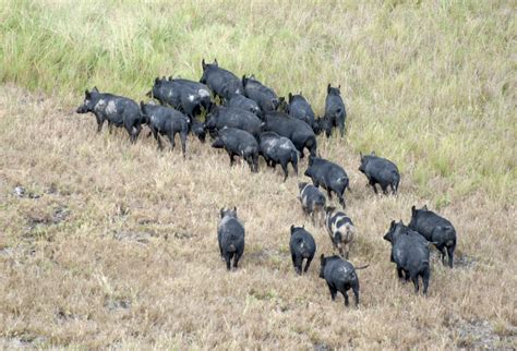 National Feral Pig Action Plan – National Feral Pig Action Plan