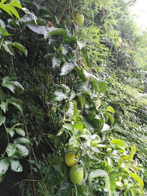 La fruta de maracuyá propiedades medicinales SURCOS