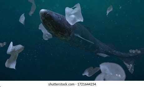 Plastic Pollution Ocean Endangered Greenland Shark Stock Illustration 1721644234 | Shutterstock