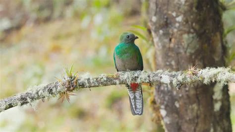 Male Resplendent Quetzal Perches Branch Its Mate Builds Nest Cloud