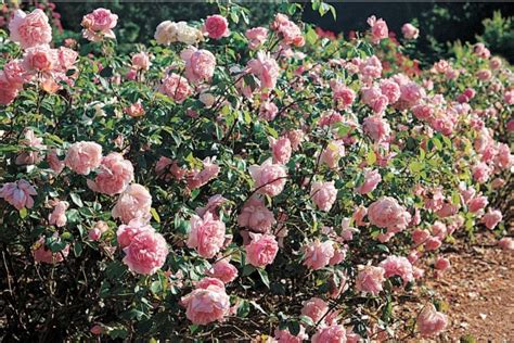 Distance De Plantation Des Rosiers Roses Guillot