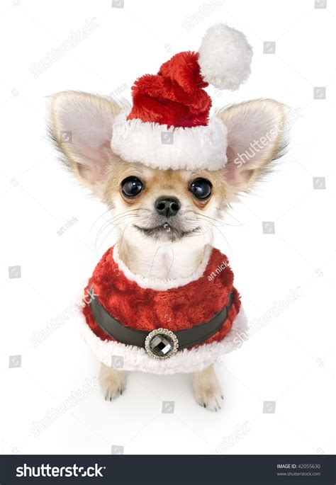 Christmas Chihuahua Puppy Santa Costume Isolated Stock Photo 42055630