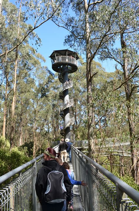 An Otways Long Weekend – Part 2: Otway Fly Treetop Walk & Zipline - The Bushwalking Blog