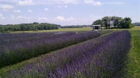 5 Beautiful Lavender Fields In Maryland Days Out On The Farm