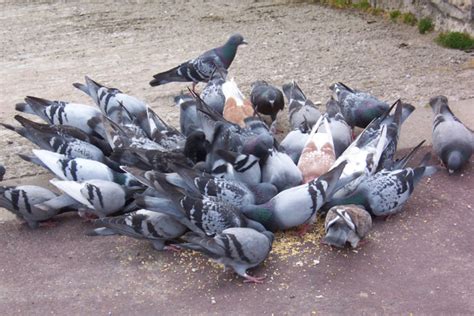 Pigeon Feeding Dove Feeding Ne Pigeon Supplies