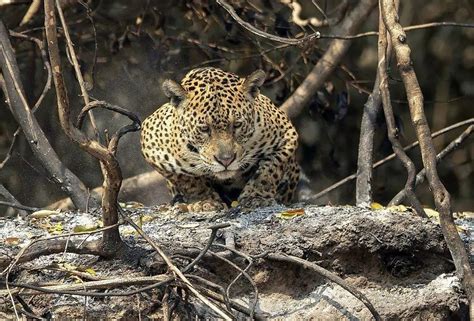 Imagens Do Pantanal Que Mostram A Trag Dia Das Queimadas Dci