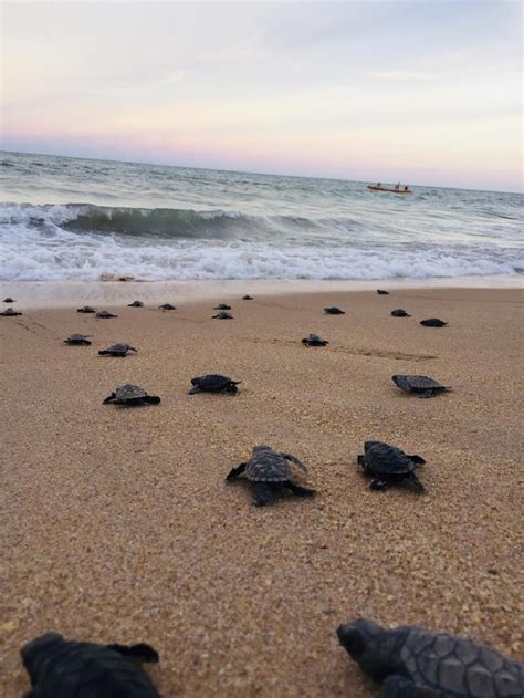 Mais 97 Tartarugas De Pente Nascem Na Praia Do Janga Paulista Pe Gov Br