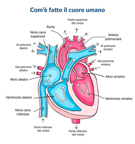 Il Soffio Al Cuore Nei Bambini Amico Pediatra