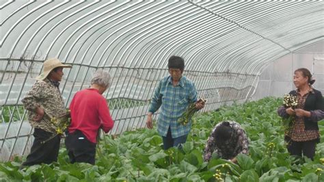 安陆：蔬菜供应不断档 保障春节“菜篮子” 湖北日报新闻客户端