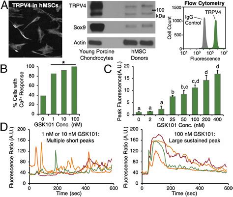 TRPV4 Mediated Calcium Signaling In Mesenchymal Stem Cells Regulates