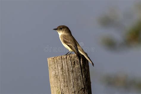 The Flycatcher S World: Eastern Phoebe in Natural Habitat Stock Image ...