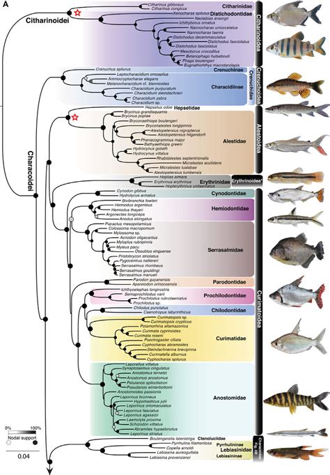 A Characiform Phylogeny Based On The Concatenation Analysis Of 1051