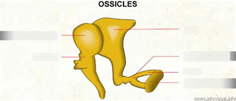 Ossicles Diagram Quizlet