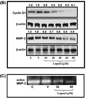 Effect Of Lupeol Treatment On The A Transcriptional Activation Tcf